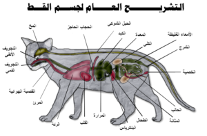 أمراض القطط