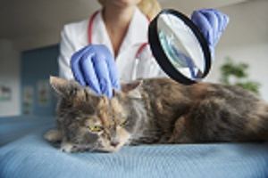 امراض القطط الشائعة