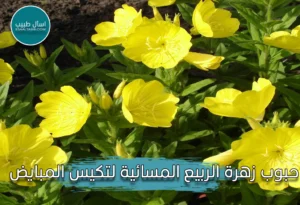 زهرة الربيع المسائية
