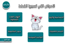 هل القطط تسبب امراض