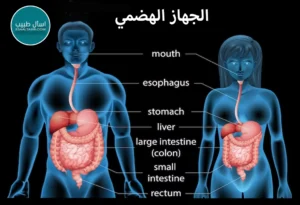 الجهاز الهضمي