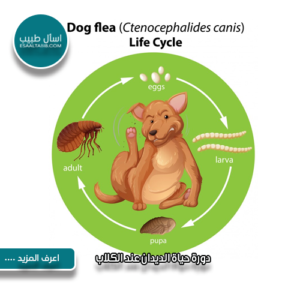 دورة حياة الديدان عند الكلاب