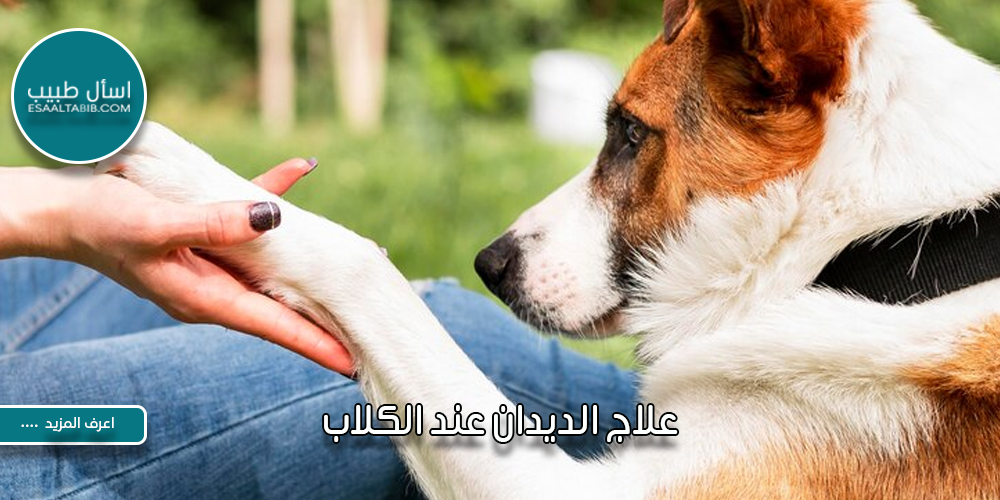 علاج الديدان عند الكلاب