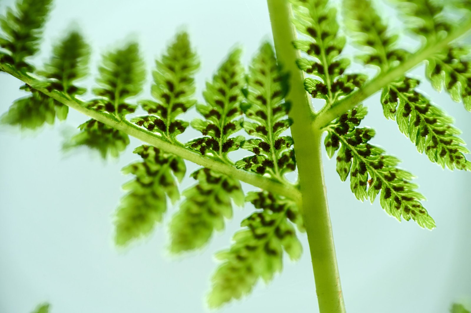 صورة لنبات المورينجا المعروفة علمياً باسمoringa oleifera، يُظهر فوائدها في تحسين حس الأنسولين وتنظيم مستويات السكر في الدم.